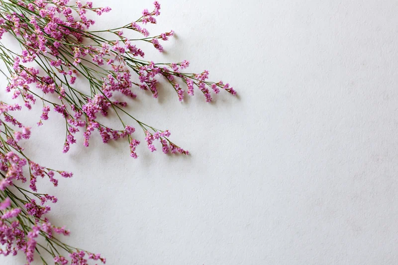 Delicate pink limonium wildflower sprigs arranged loosely on white background with copyspace