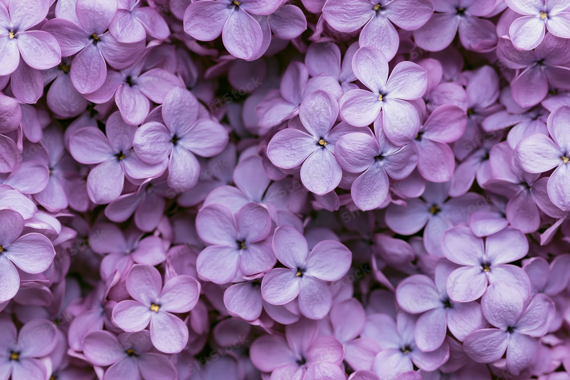 Dense cluster of lilac blossoms filling the entire frame