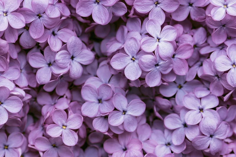 Dense cluster of lilac blossoms filling the frame flat