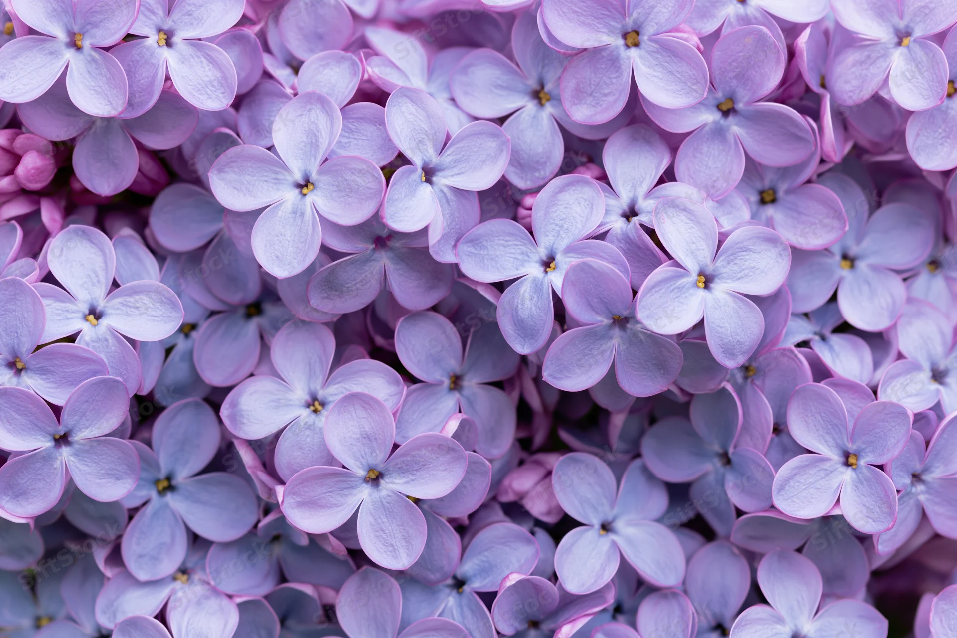 Dense cluster of lilac blossoms filling the frame flat