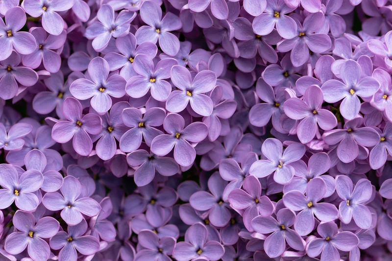 Dense cluster of lilac blossoms filling the frame flat