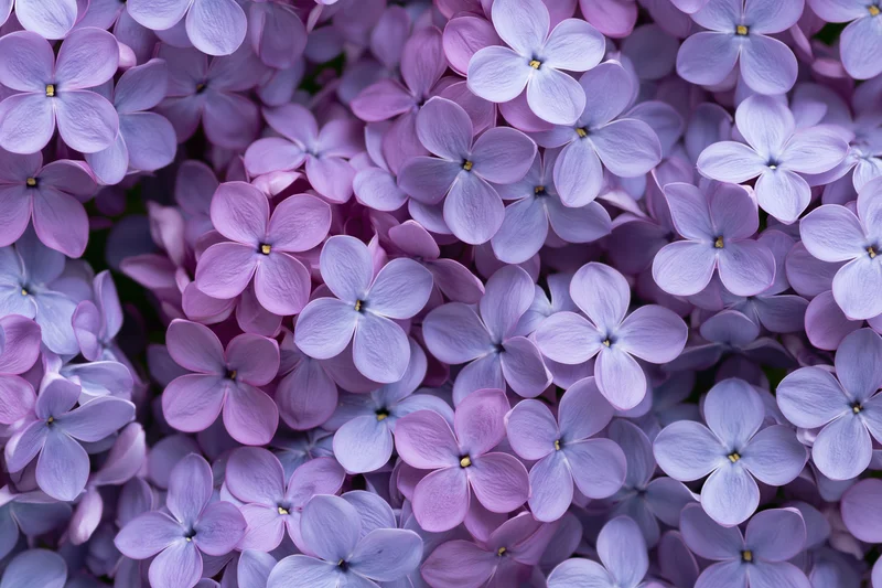 Dense cluster of lilac blossoms filling the frame in soft purple hues