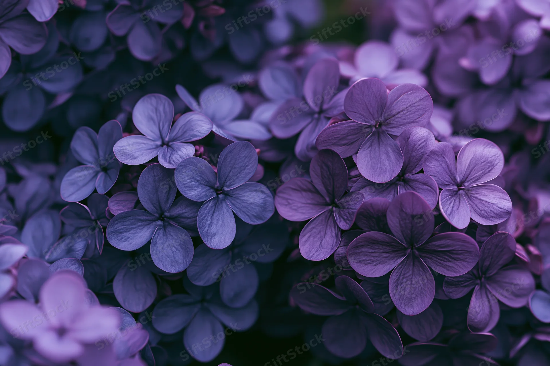 Dense cluster of lilac blossoms filling the frame in closeup view