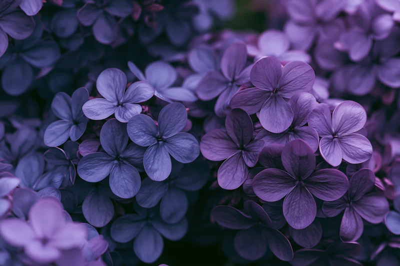 Dense cluster of lilac blossoms filling the frame in closeup view