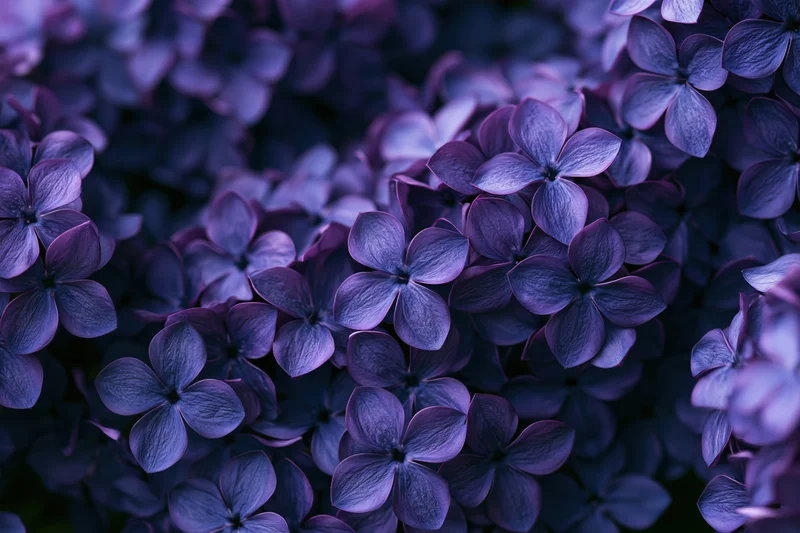 Dense cluster of lilac blossoms filling the frame in soft purple and blue hues