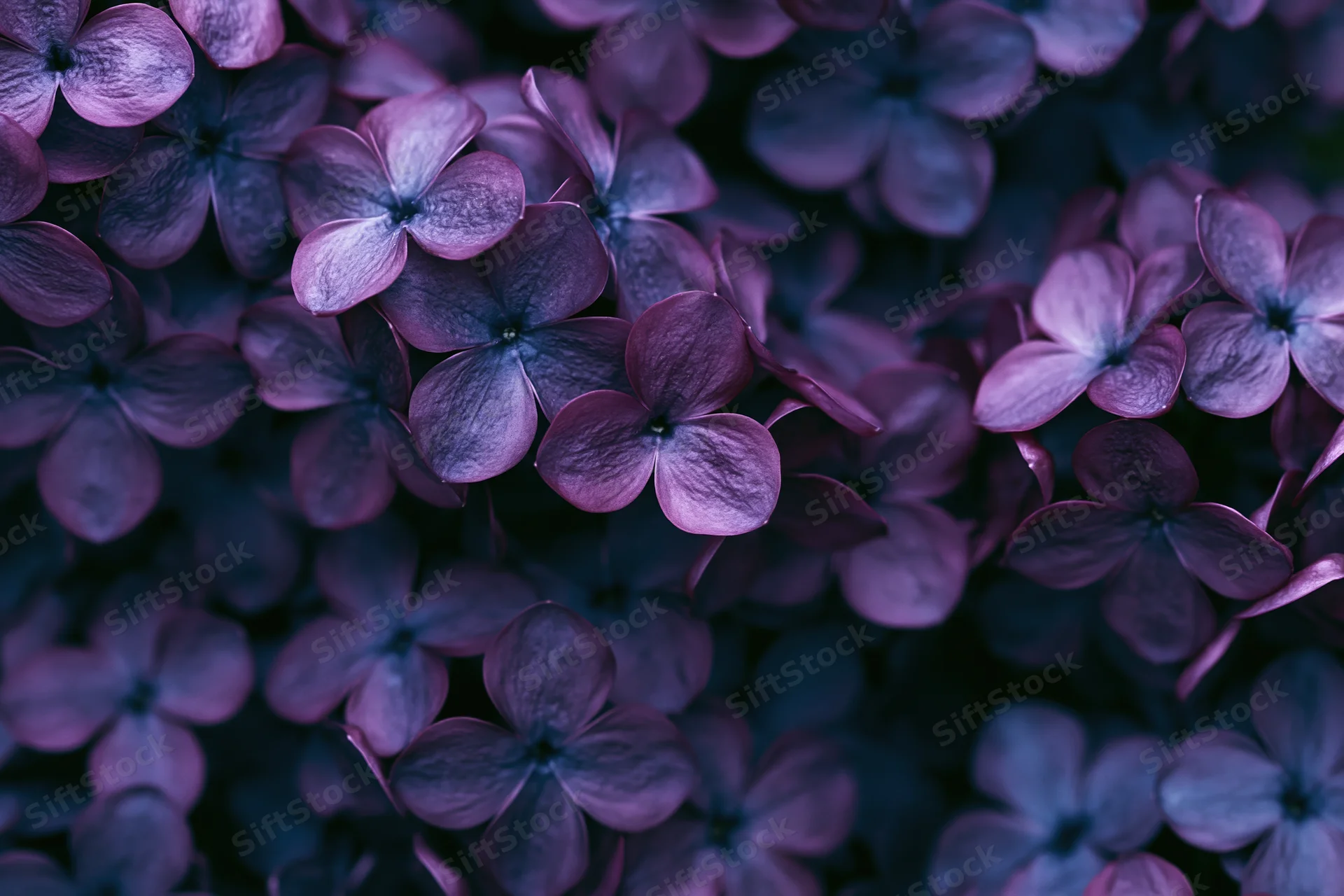 Dense cluster of lilac blossoms filling the entire frame