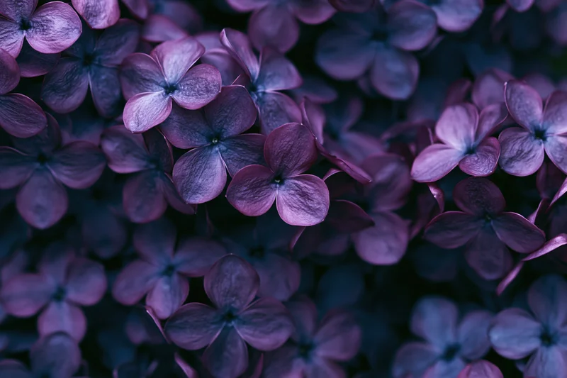 Dense cluster of lilac blossoms filling the entire frame