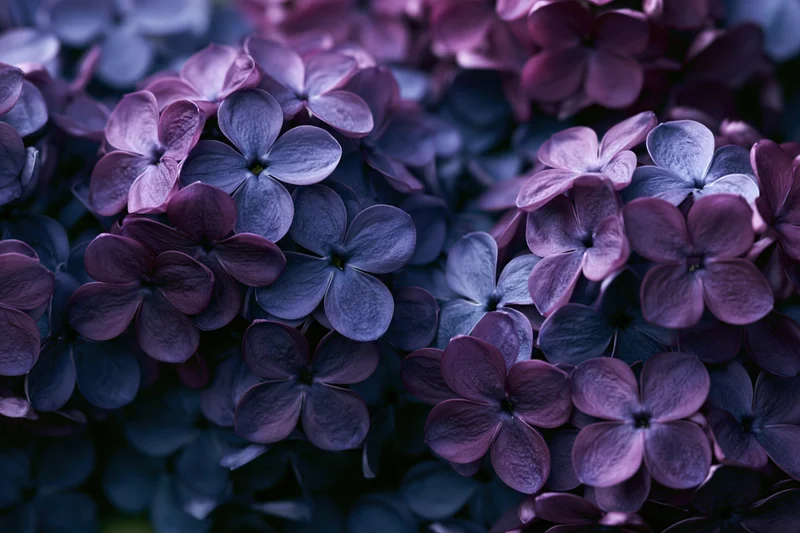 Dense cluster of lilac blossoms filling the frame in close-up view