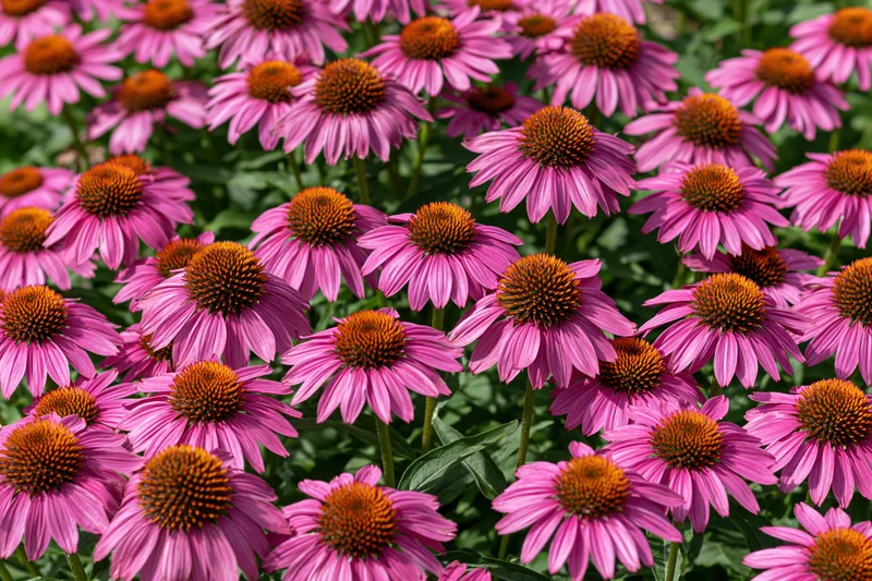 Dense cluster of purple coneflowers blooming in a garden field