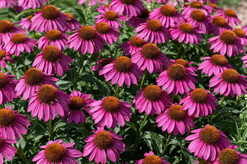 Dense cluster of purple coneflowers growing in a garden with green foliage