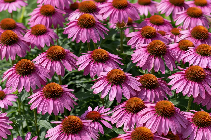 Dense cluster of purple coneflowers growing in a garden with green foliage in the background
