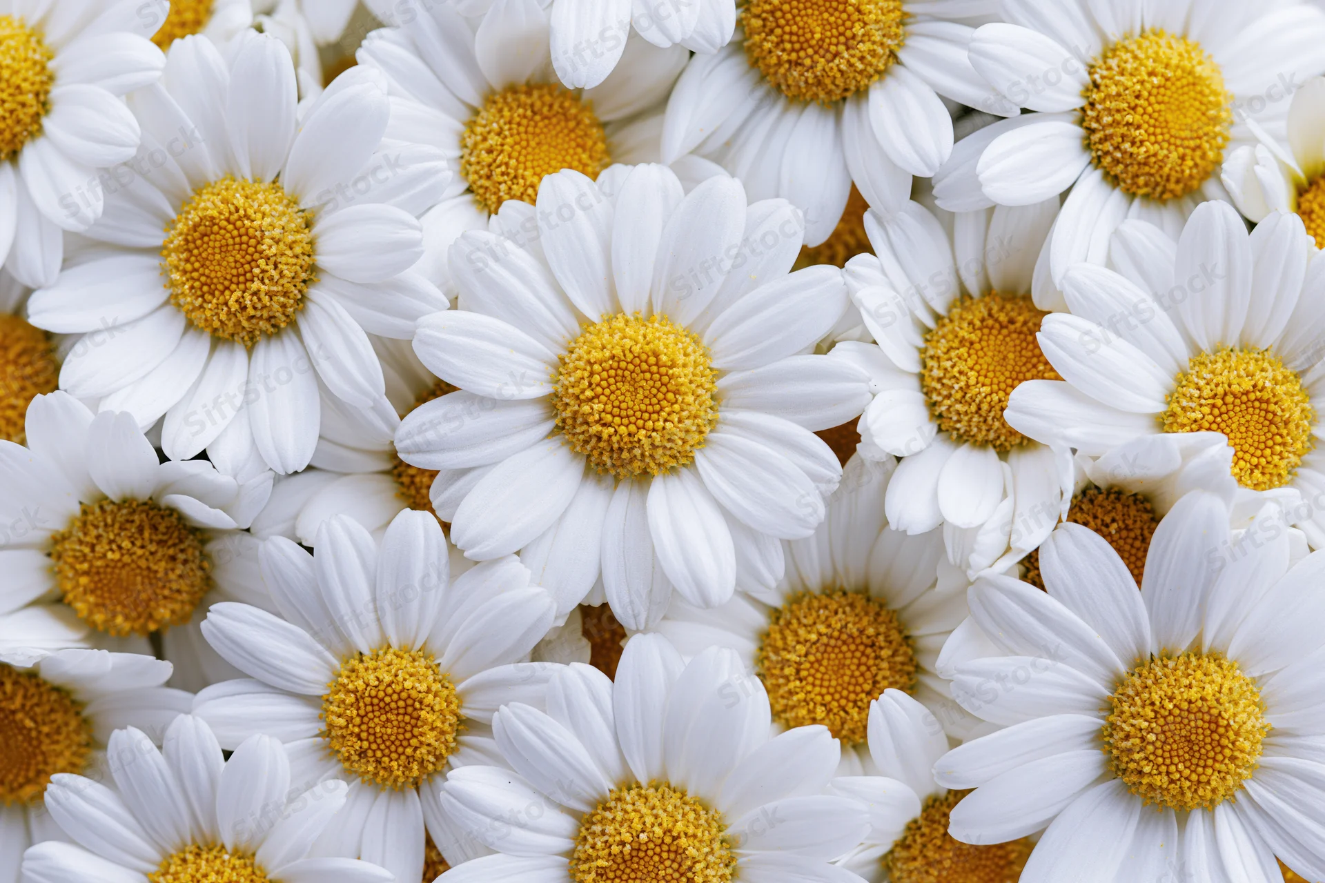 Dense cluster of white chamomile daisy blooms filling the frame