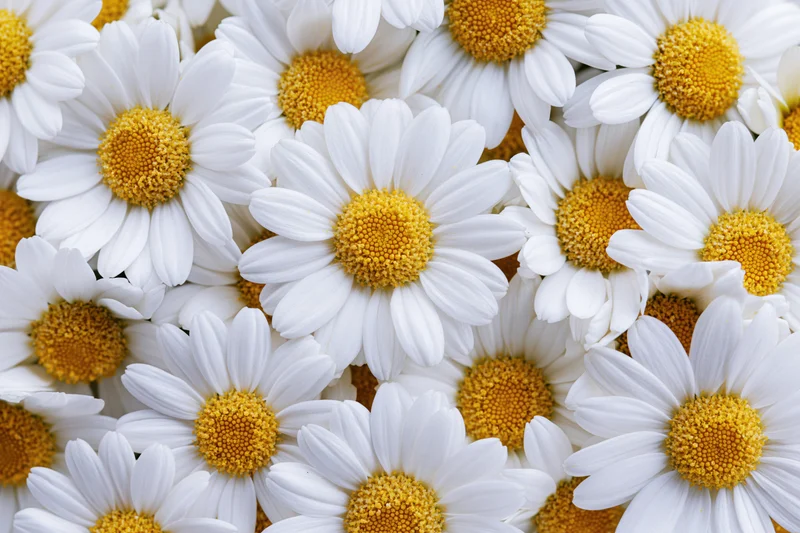 Dense cluster of white chamomile daisy blooms filling the frame