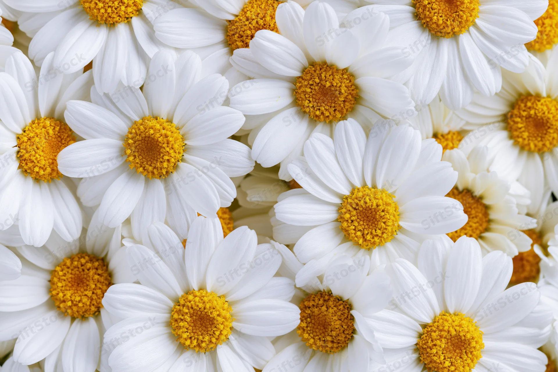 Dense cluster of white chamomile daisy blooms filling the frame