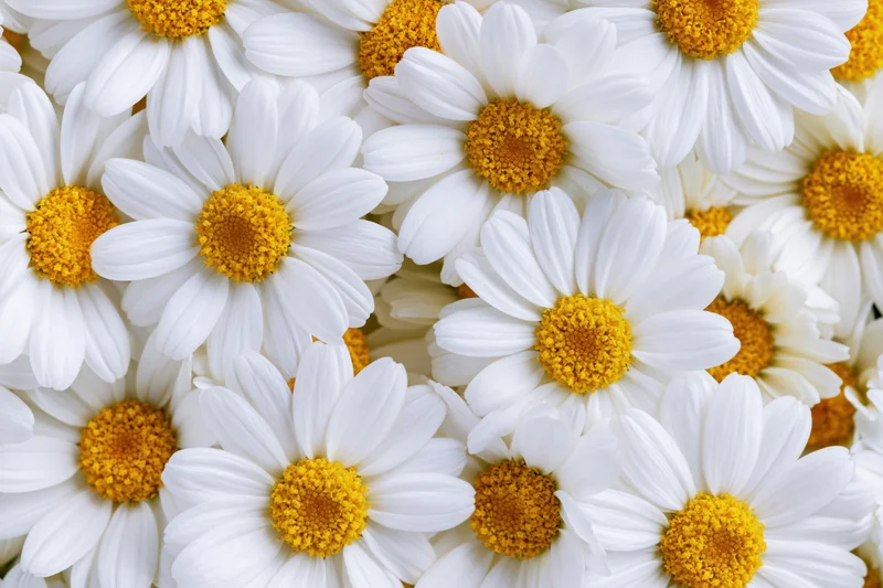 Dense cluster of white chamomile daisy blooms filling the frame