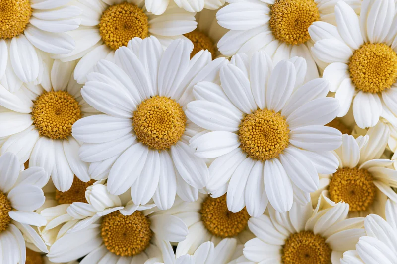 Dense cluster of white chamomile daisy blooms filling the frame