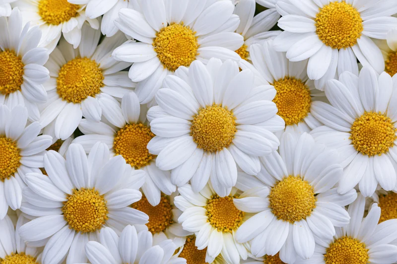 Dense cluster of white chamomile daisy blooms filling the frame