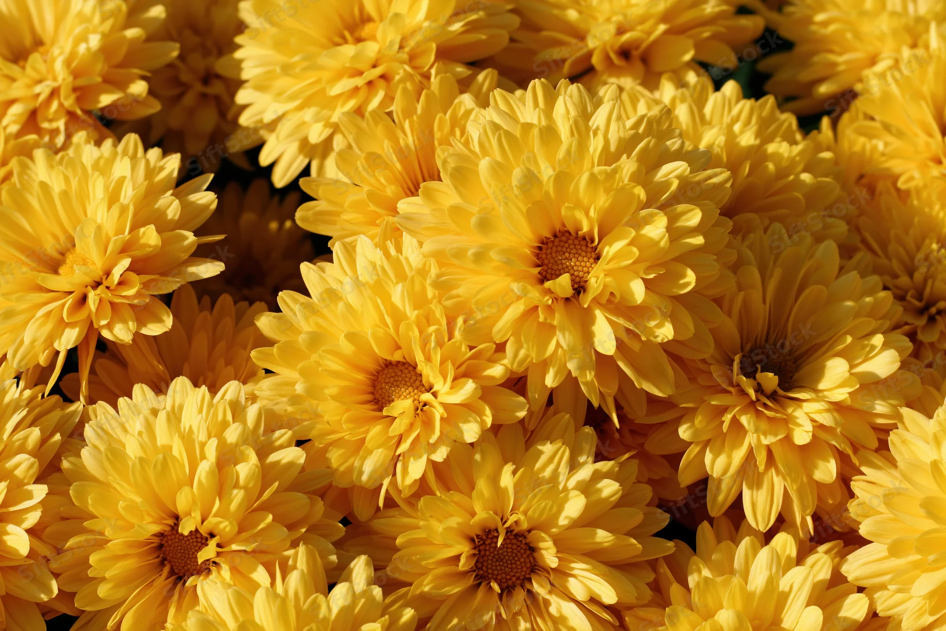 Dense cluster of yellow chrysanthemum blooms filling the frame