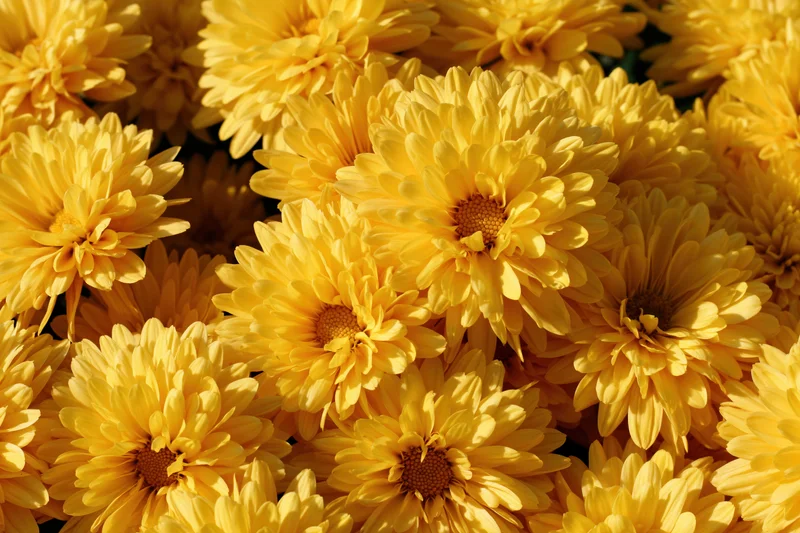 Dense cluster of yellow chrysanthemum blooms filling the frame