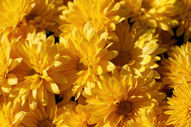 Dense cluster of yellow chrysanthemum blooms filling the frame