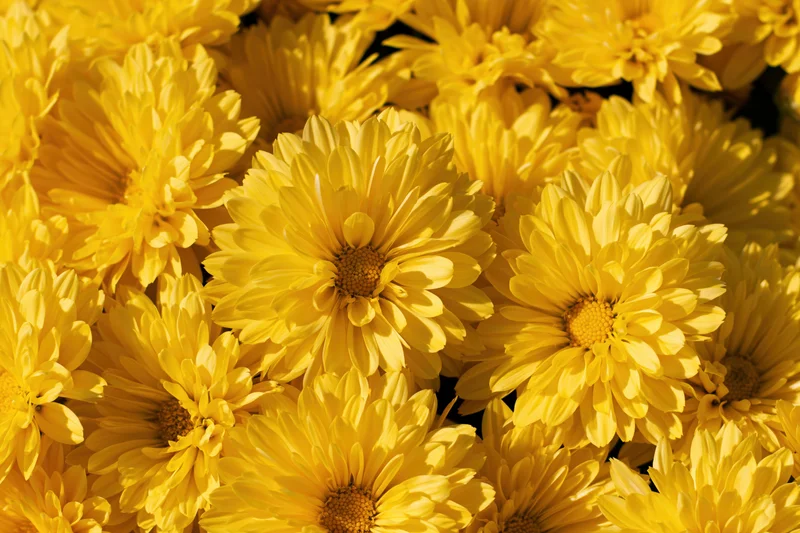 Dense cluster of yellow chrysanthemum blooms filling the frame