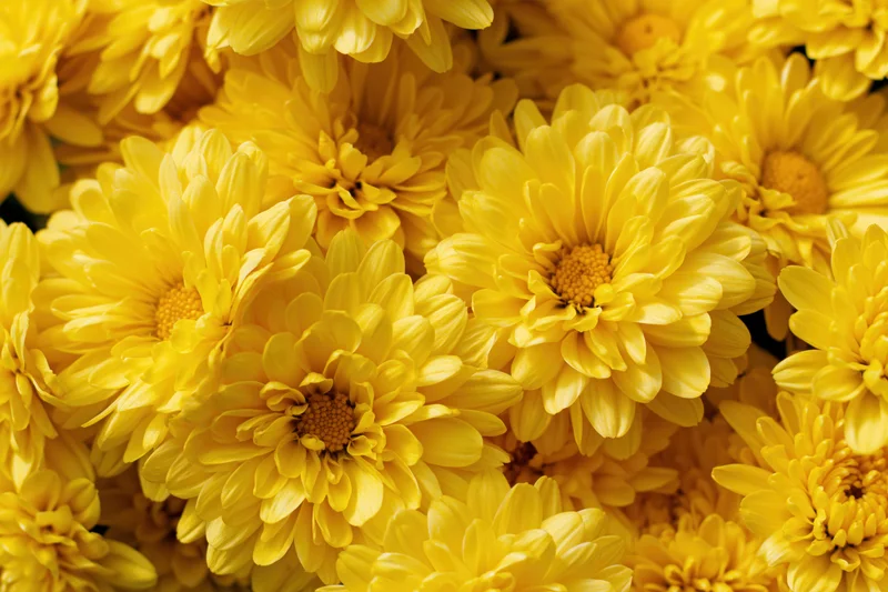 Dense cluster of yellow chrysanthemum blooms filling the frame
