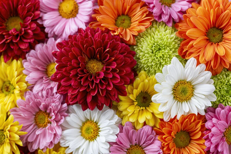 Dense flat-lay arrangement of mixed chrysanthemums and daisies in vibrant colors