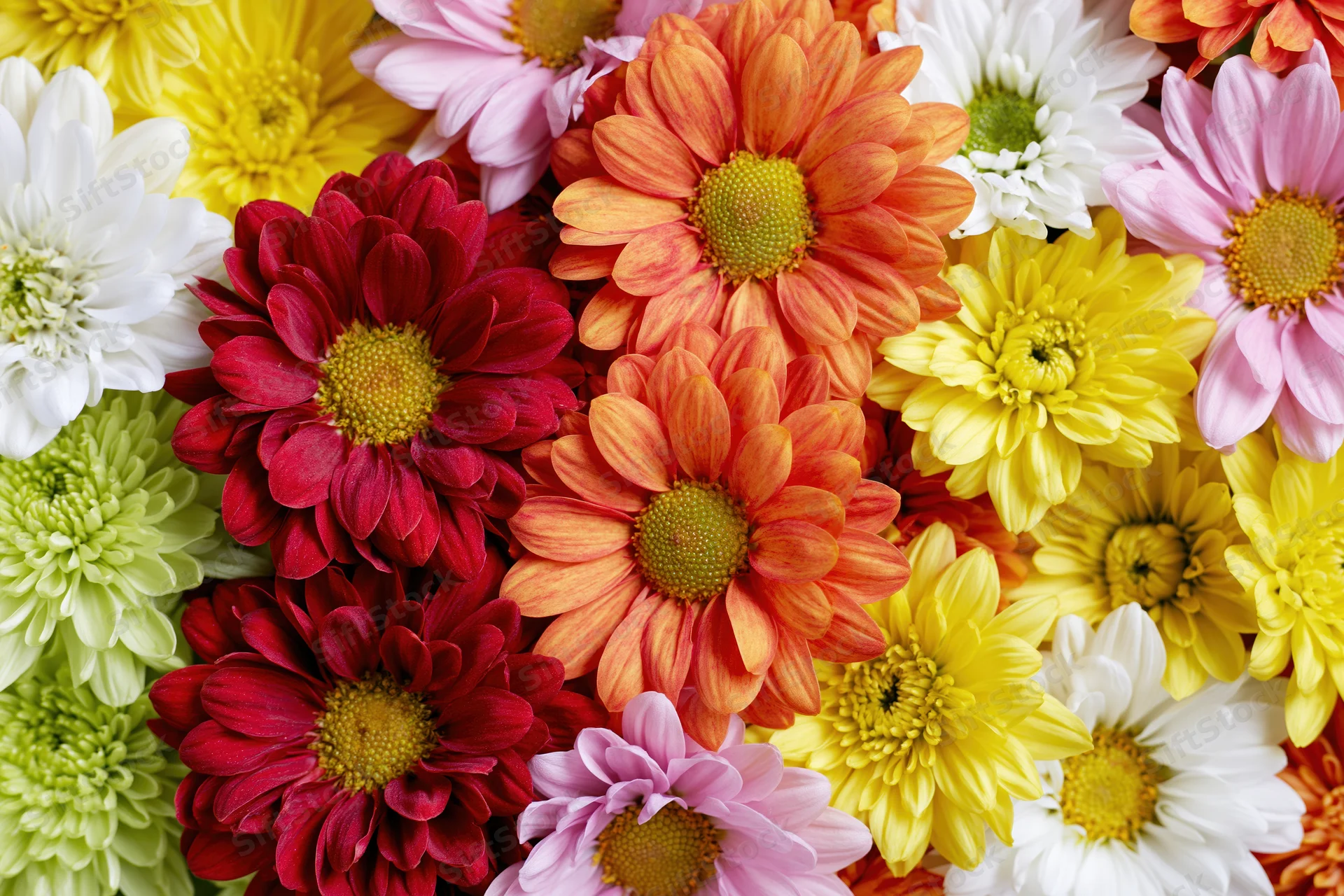 Dense flat-lay arrangement of mixed chrysanthemums and daisies in vibrant colors