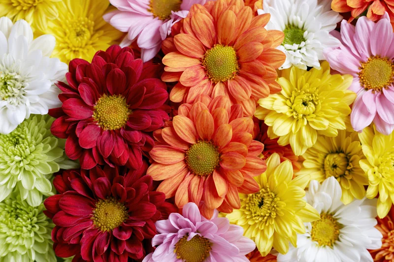 Dense flat-lay arrangement of mixed chrysanthemums and daisies in vibrant colors