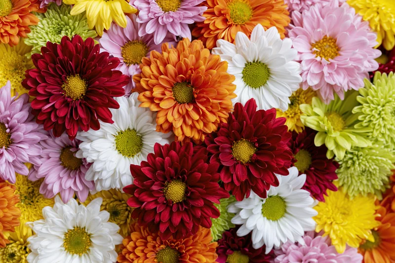 Dense flat-lay arrangement of mixed chrysanthemums and daisies in vibrant colors