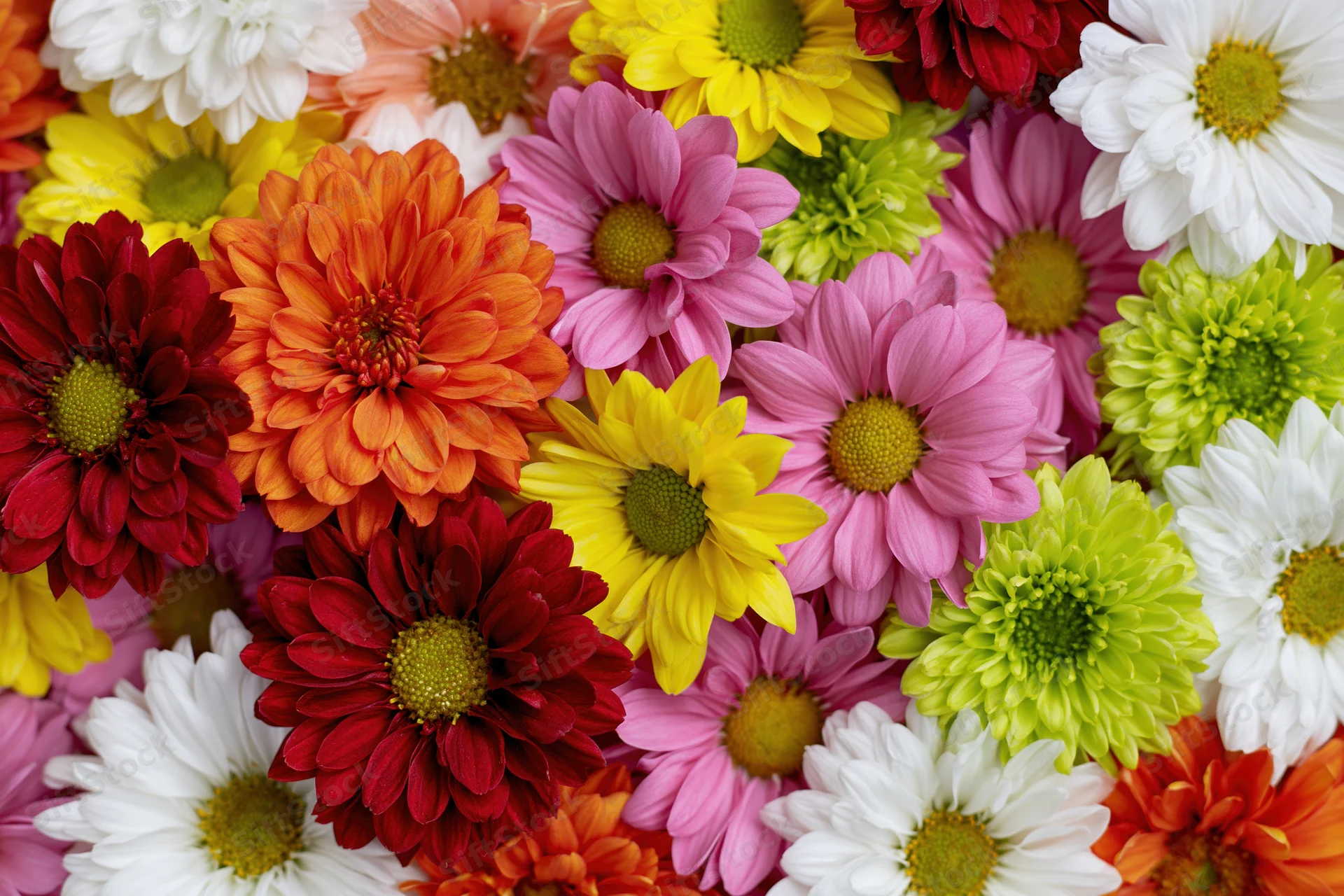 Dense flat-lay arrangement of mixed chrysanthemums and daisies in vibrant colors