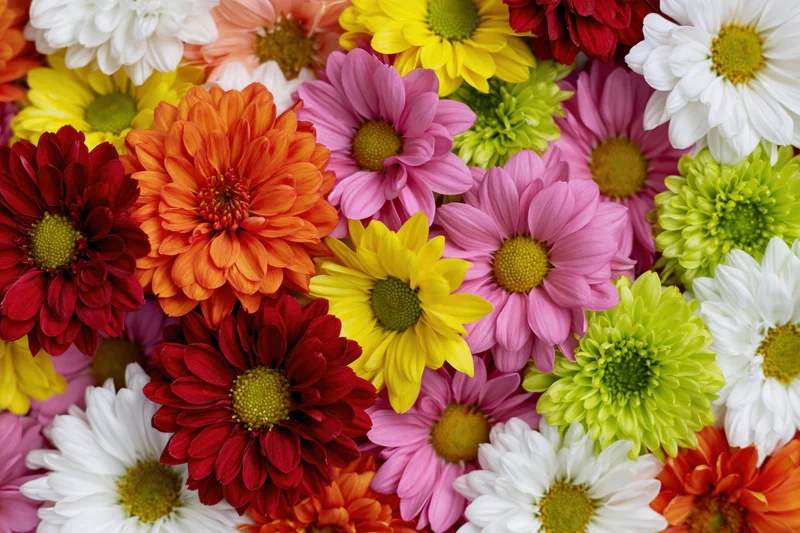 Dense flat-lay arrangement of mixed chrysanthemums and daisies in vibrant colors