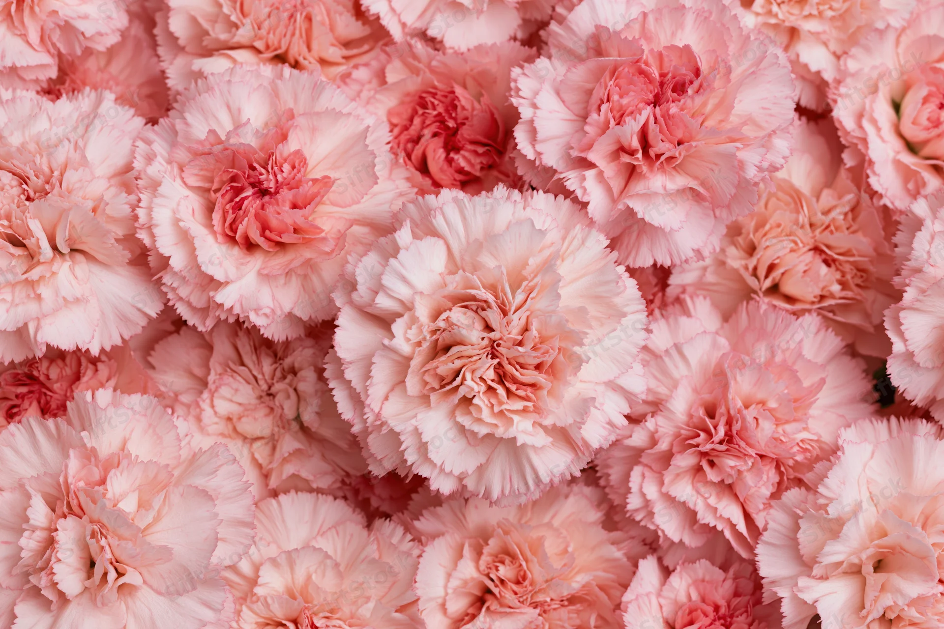 Dense flat lay of pink carnation blooms filling the frame