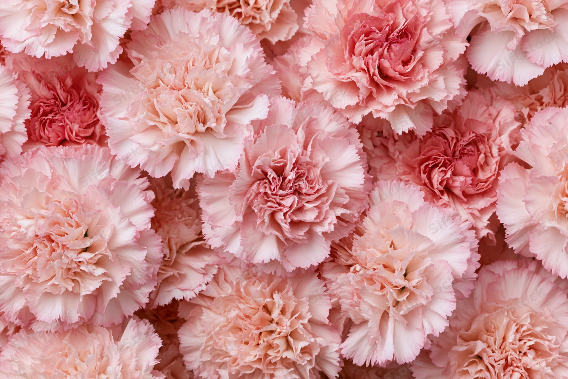 Dense flat lay of pink carnation blooms filling the frame