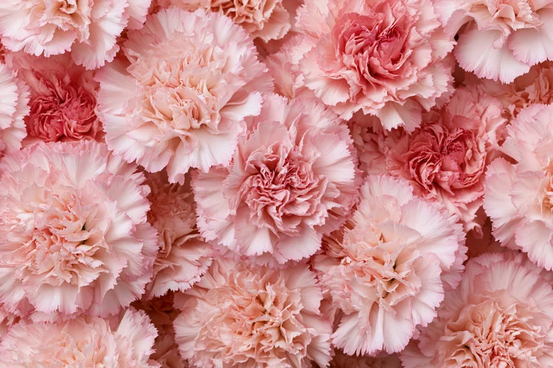Dense flat lay of pink carnation blooms filling the frame