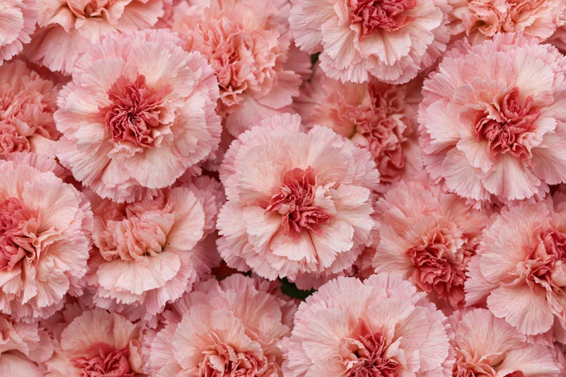 Dense flat lay of pink carnation blooms filling the frame