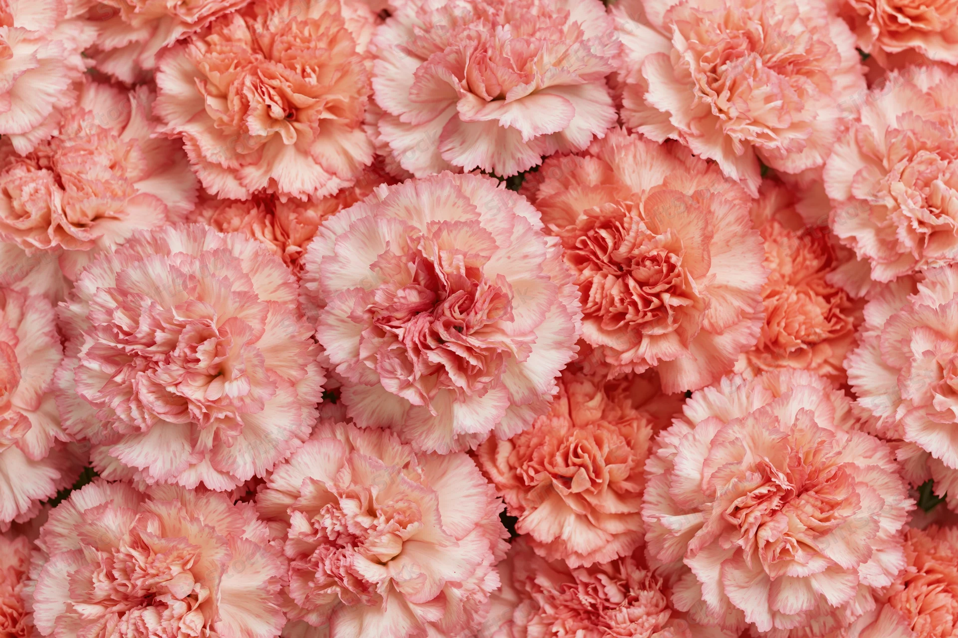 Dense flat lay of pink carnation blooms filling the frame