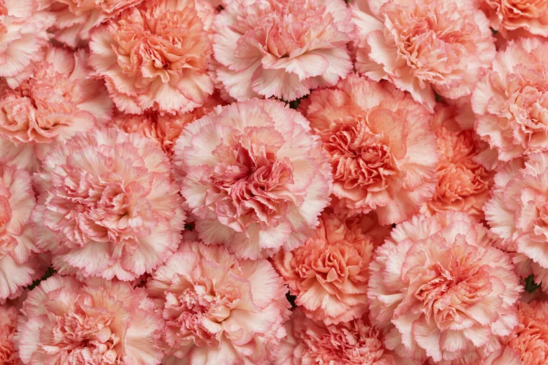 Dense flat lay of pink carnation blooms filling the frame