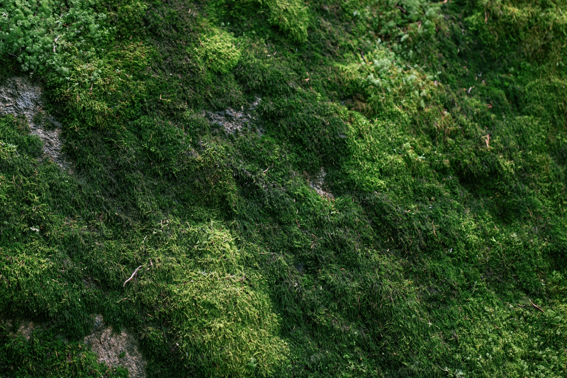Dense green moss covering a large forest rock filling the frame