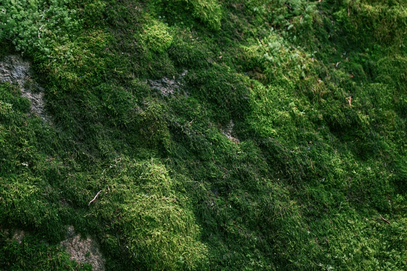 Dense green moss covering a large forest rock filling the frame