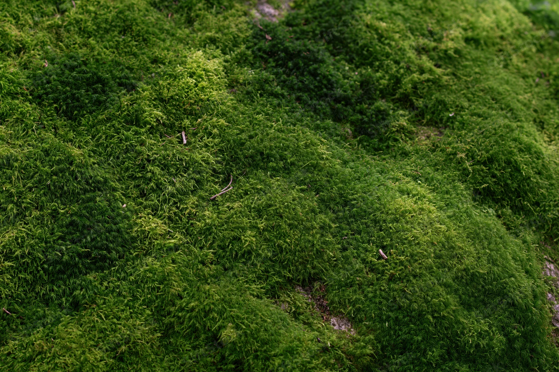 Dense green moss covering a large forest rock filling the frame
