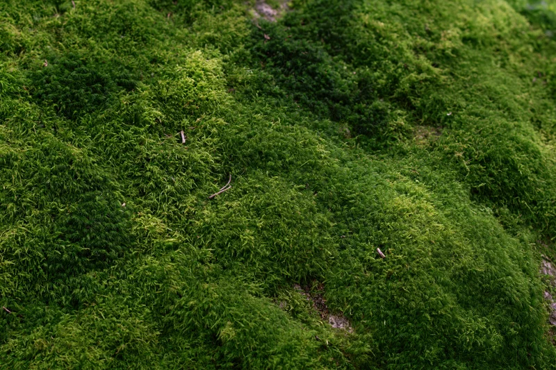 Dense green moss covering a large forest rock filling the frame