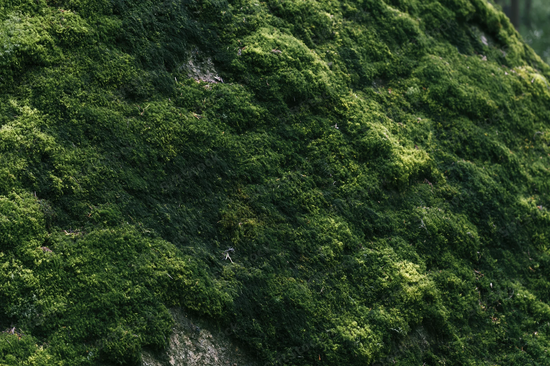 Dense green moss covering a large forest rock filling the frame