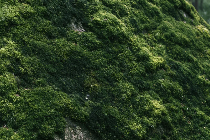 Dense moss covering a forest rock filling the frame