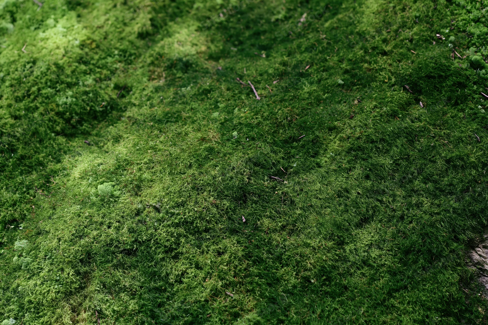 Dense green moss covering a forest rock surface