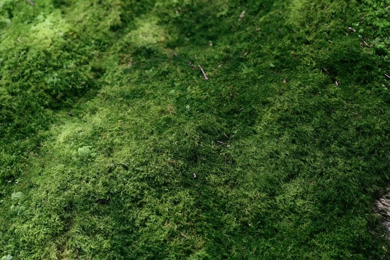 Dense green moss covering a forest rock surface