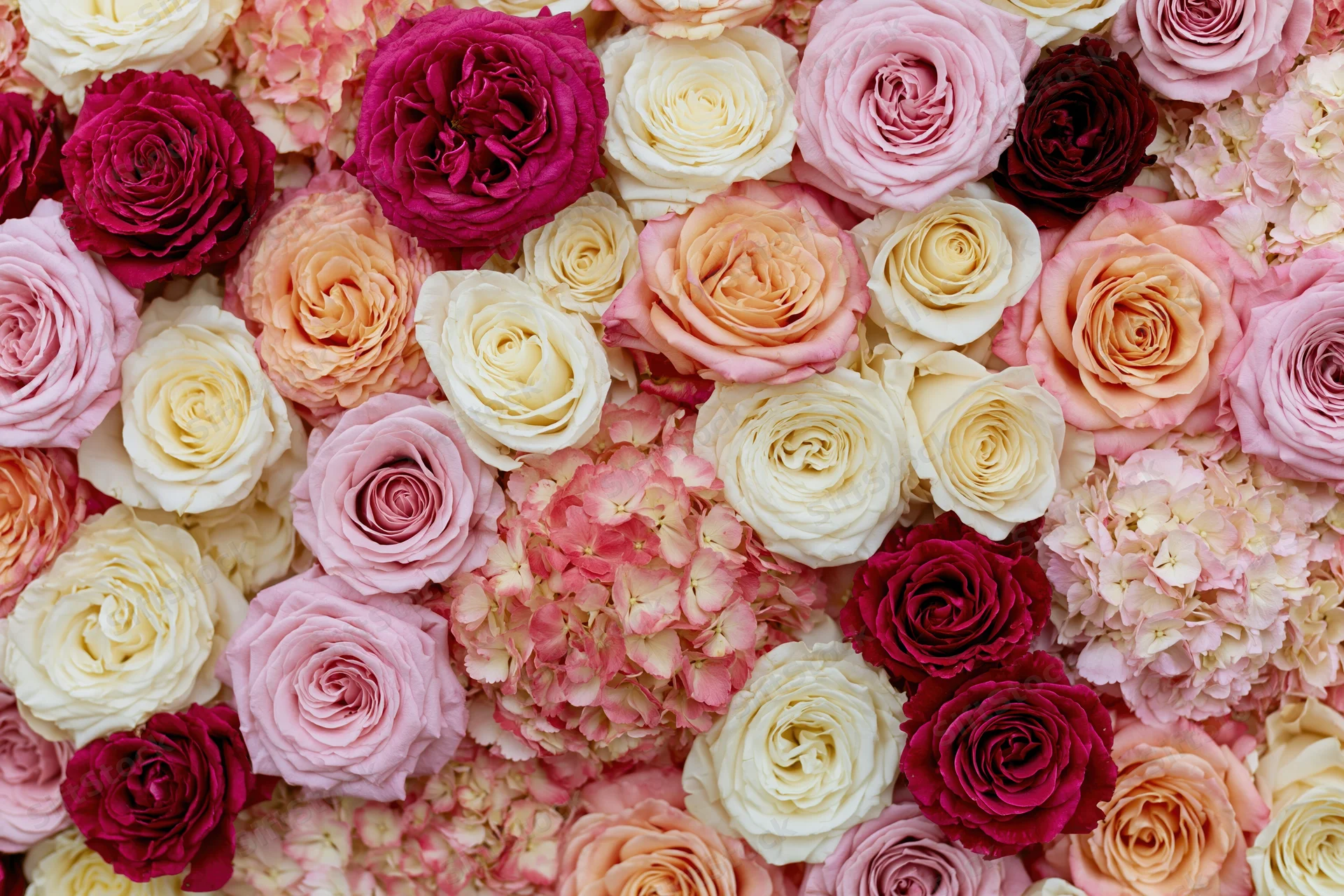 Dense wall of mixed roses and hydrangeas packed tightly together