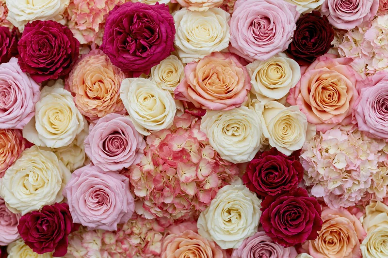Dense wall of mixed roses and hydrangeas packed tightly together