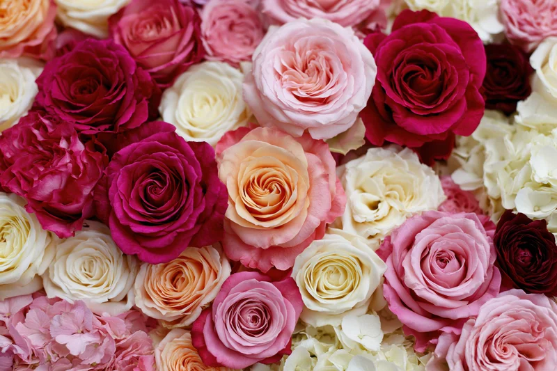 Dense wall of mixed roses and hydrangeas packed tightly together