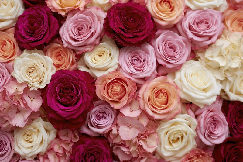 Dense wall of mixed roses and hydrangeas packed tightly together